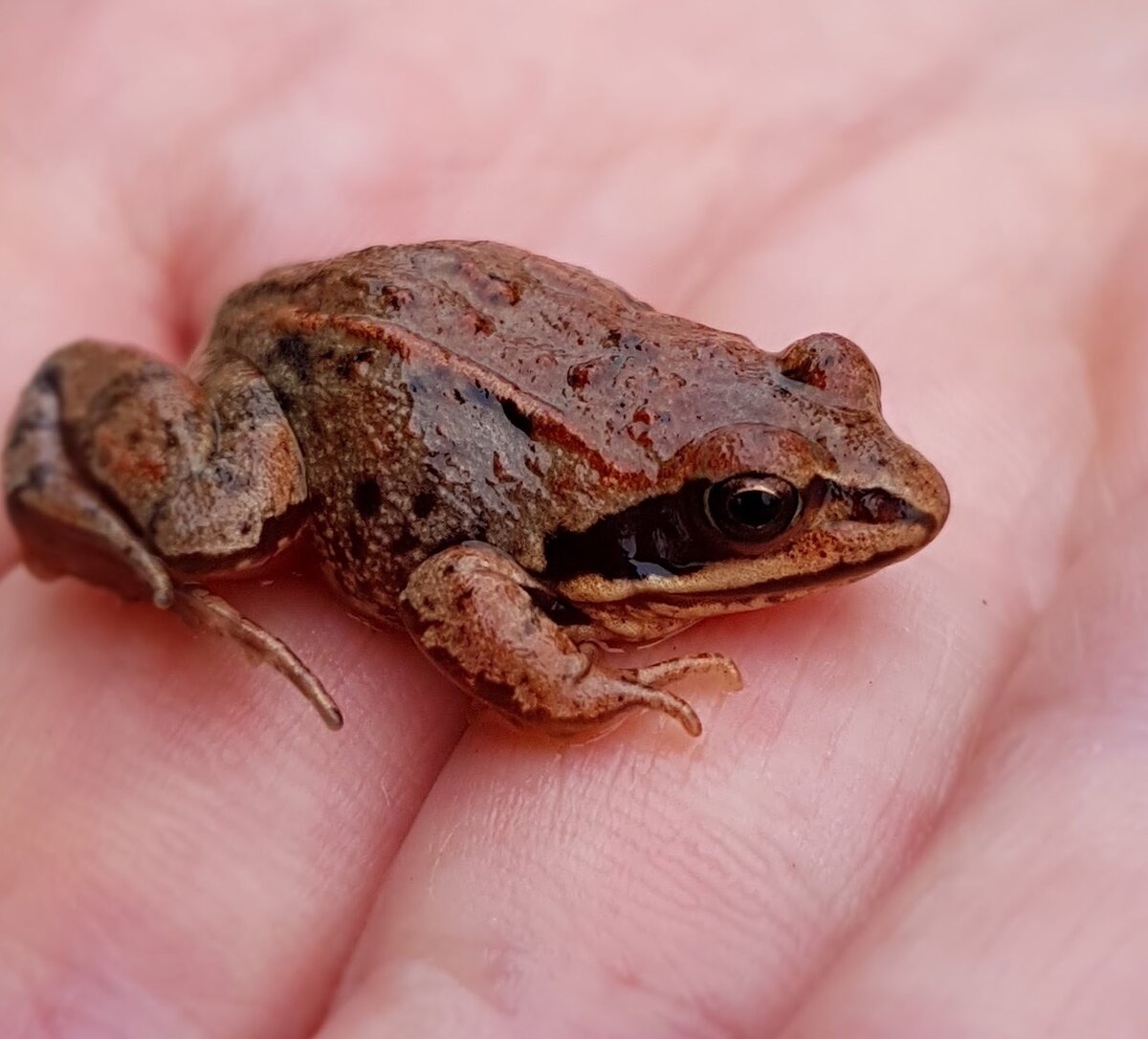 Пусть будут в саду.