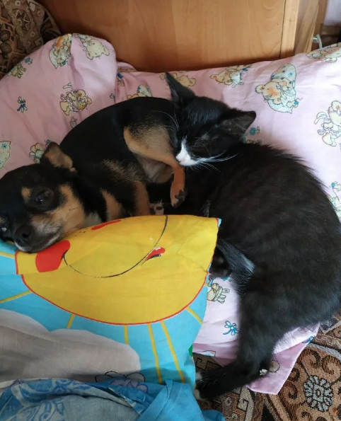 Нюшка очень сдружилась с котёнком. Впрочем, как и со всеми моими приёмышами

