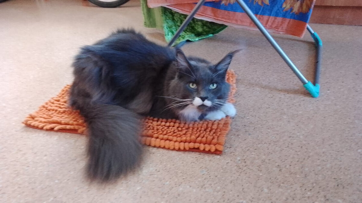 Не хочет отдавать коврик