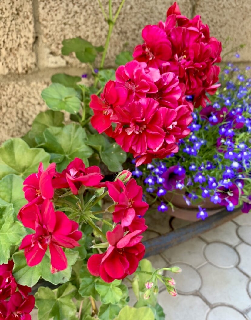 Фото автора. Герань плющелистная.