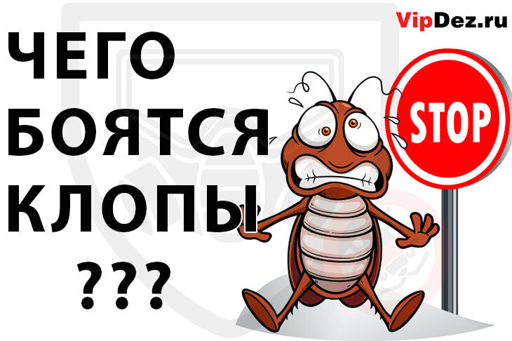 Чего боятся постельные клопы?