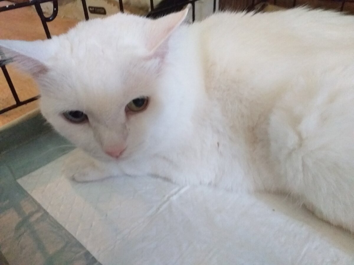 © ВСЕ ОТТЕНКИ КОШАЧЬЕГО. Банни тоже ждет свой лечебный корм.