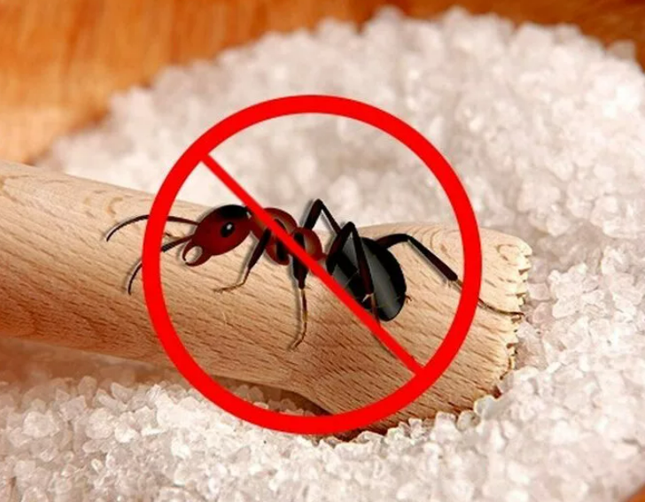 Фотография взята из источника stop-klopu.com