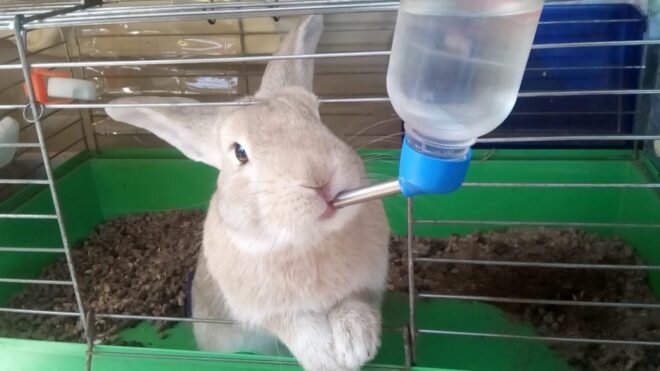 Ниппельная поилка для кроликов НП3 MiniFermer купить в интернет-магазине Wildberries