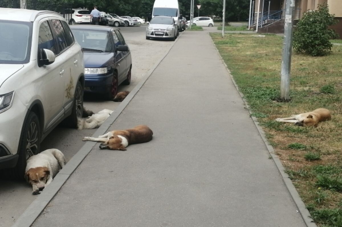    Порядка семи тысяч бездомных собак отловили в Казани