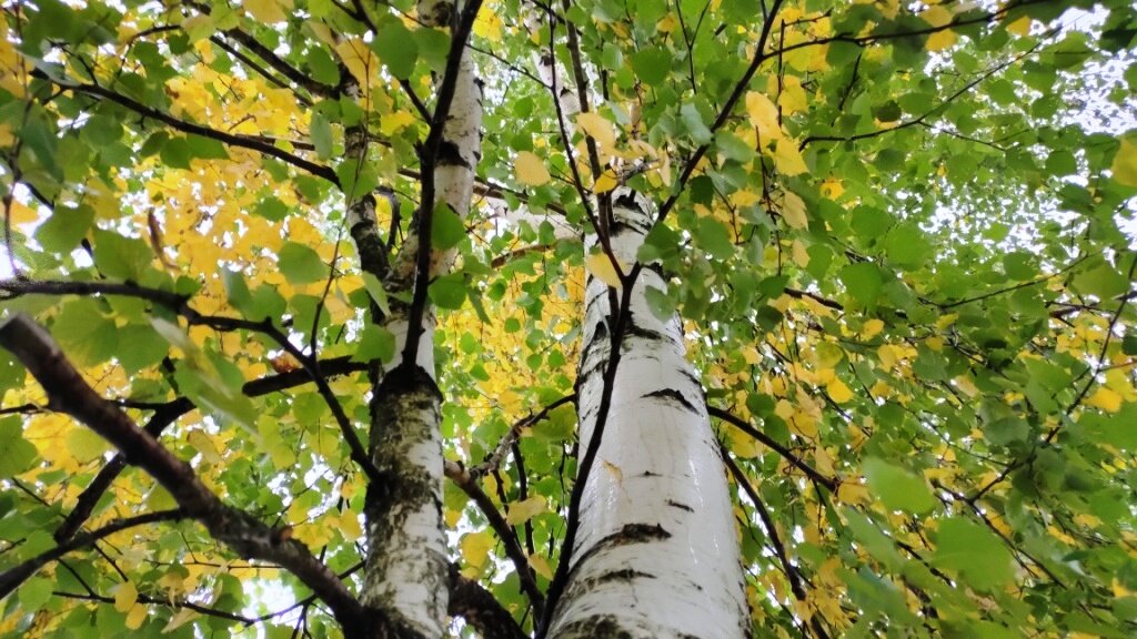 Из махрового транжира я стала меняться в другую сторону | Алёна Р | Дзен