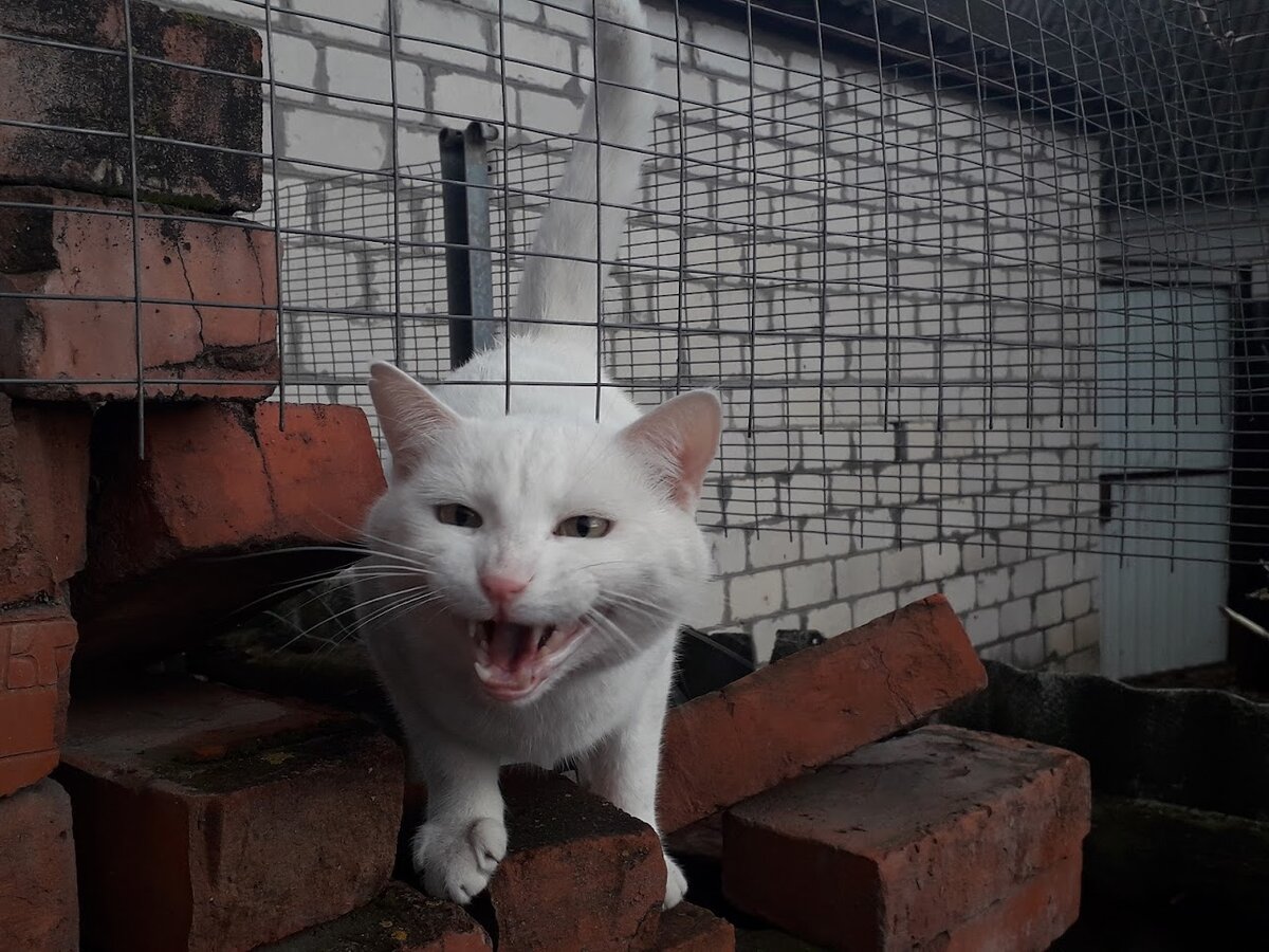 Вот так мой белый коти реагирует на любой сильный шум