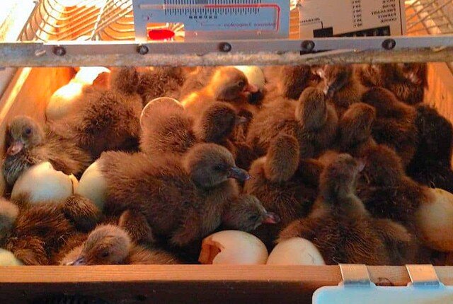 Влажность в период инкубации яиц