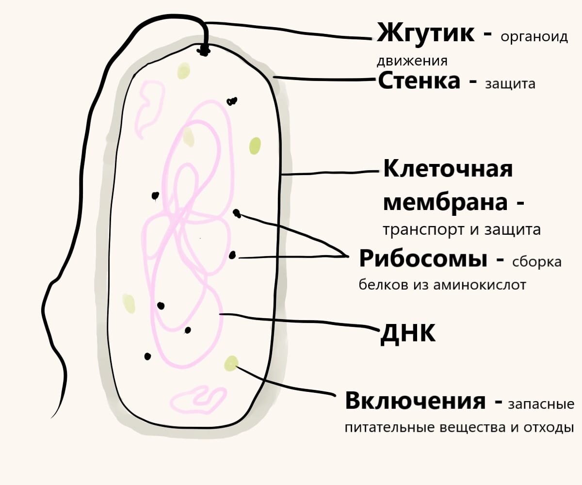 Прокариоты, объединяйтесь! (или откуда в клетке митохондрии?) | Пытливые 0+  | Дзен