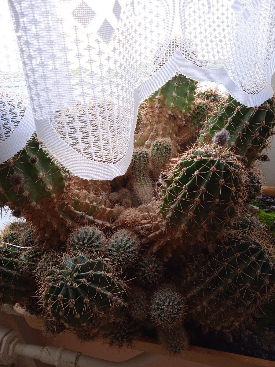 Кактус в поликлинике.