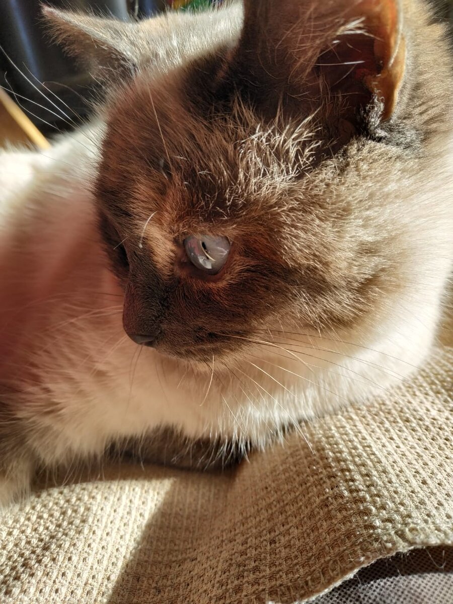 Кошечка Сима. Фото автора. Листайте галерею.