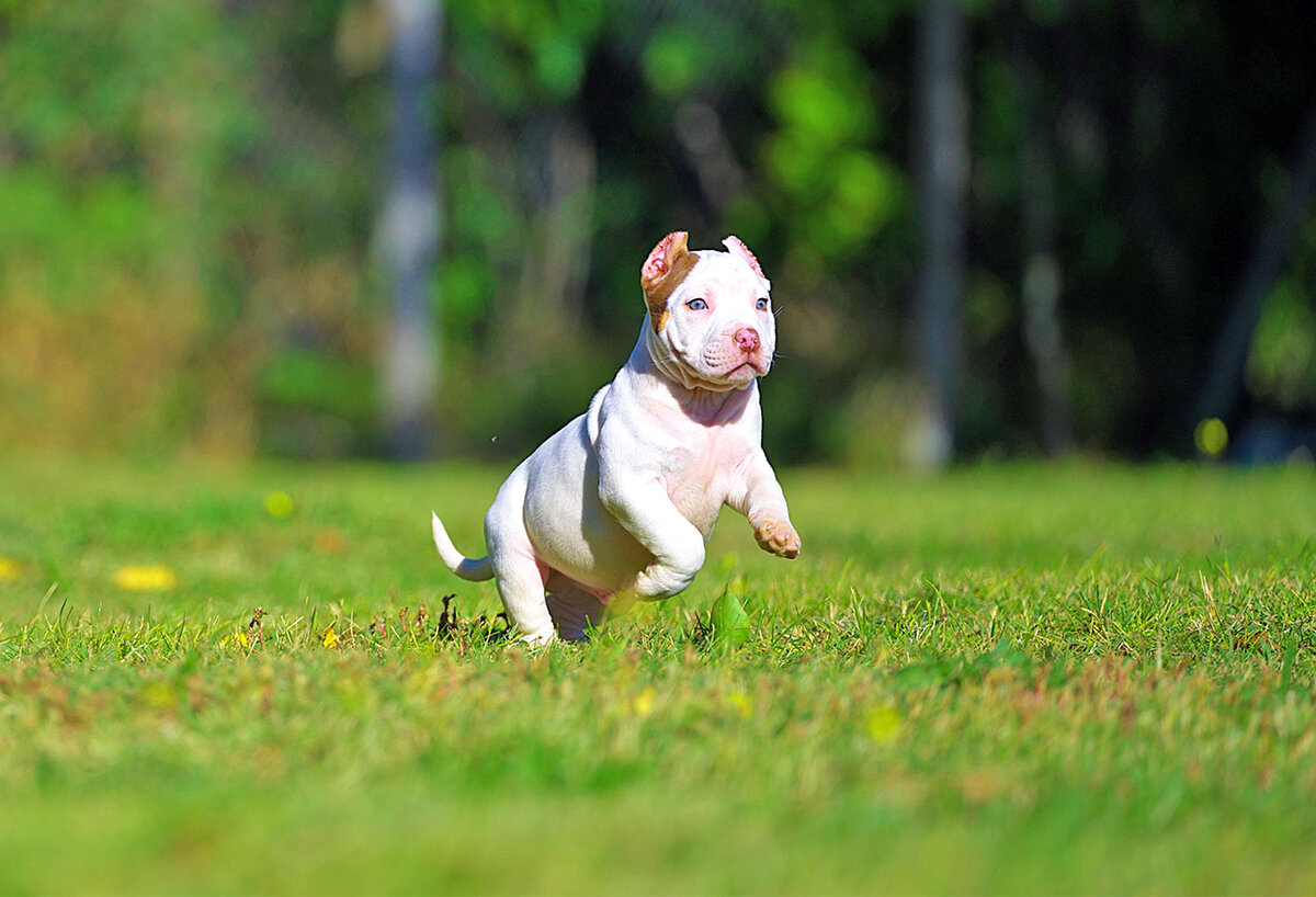 Американский Булли щенок 2 месяца