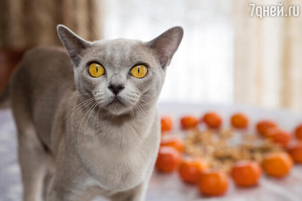 Бурманская кошка: описание породы, характер, фото и стоимость котят |  7Дней.ru | Дзен