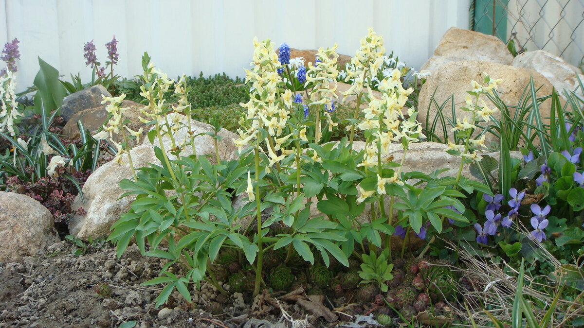 Фото 20.04.2014 года. Элемент горки. Уже начала заселять горку эфемероидами. Дикие хохлатки и фиалки, крокусы. За хохлатками, на макушке горки, чуть видно белую хионодоксу.