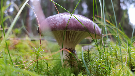 Мокруха еловая (Gomphidius glutinosus). Как выглядит гриб на месте произрастания.