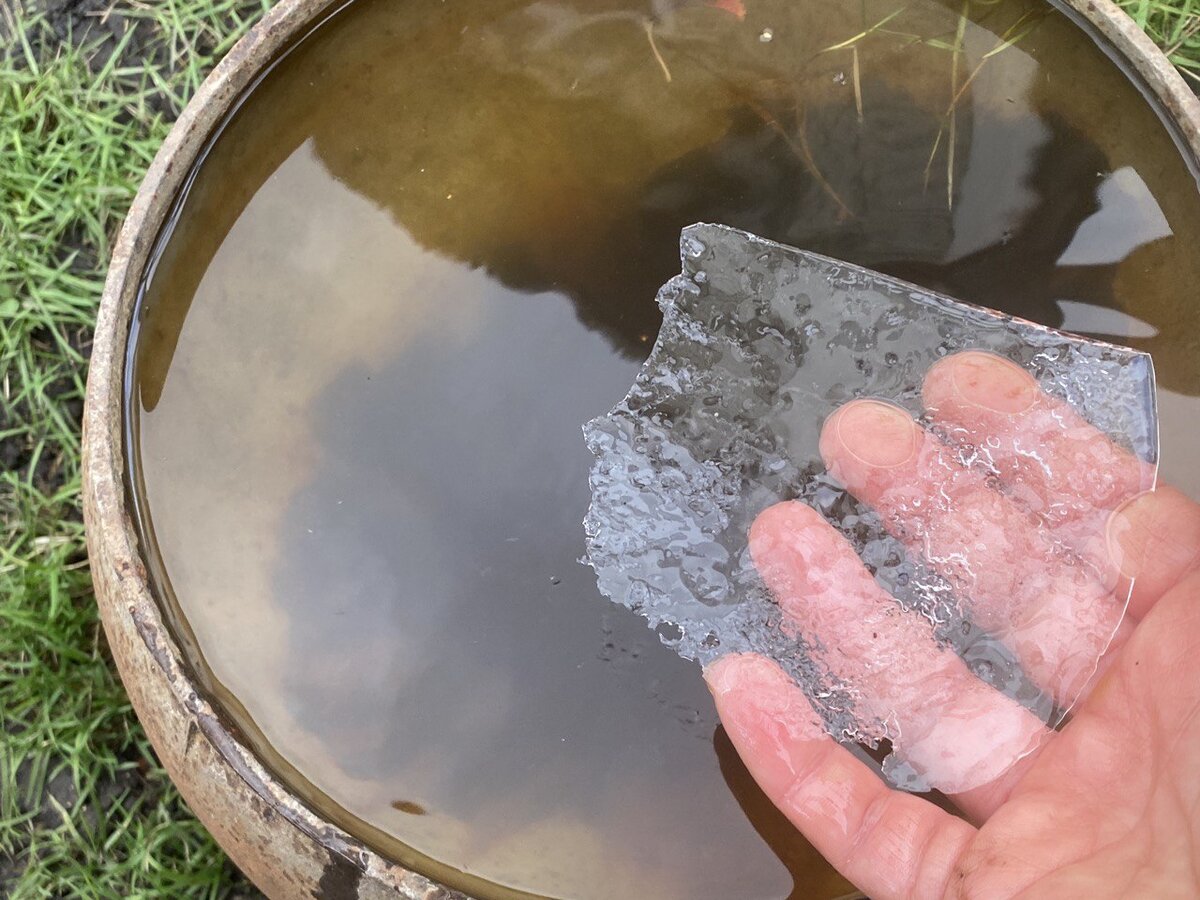 Чугунок с водой в саду. Ледышка и к вечеру не дотаяла, а стоит не в теньке даже! 