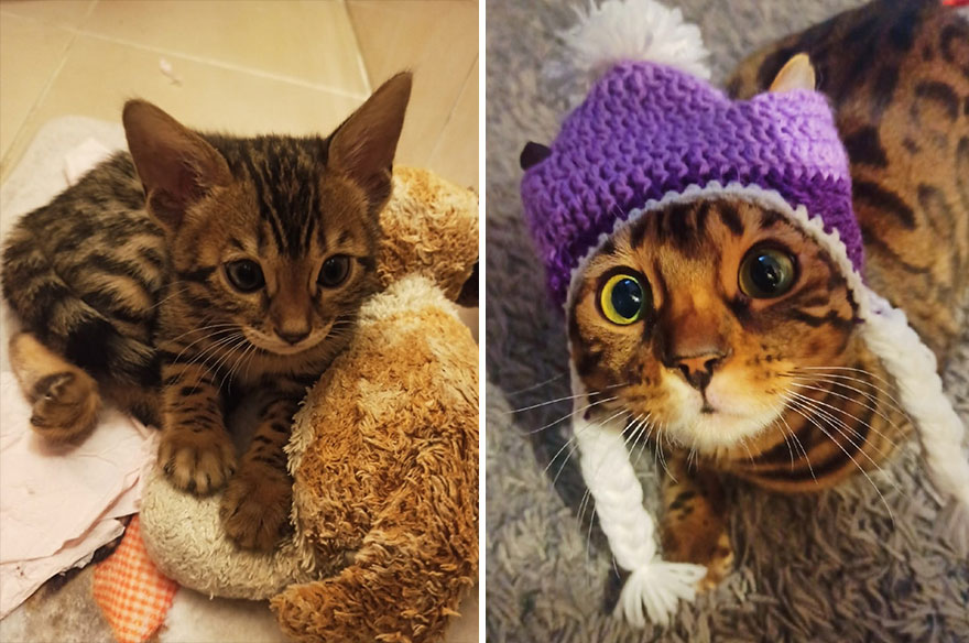 Page 2 91,000+ Gato Cat Pictures
