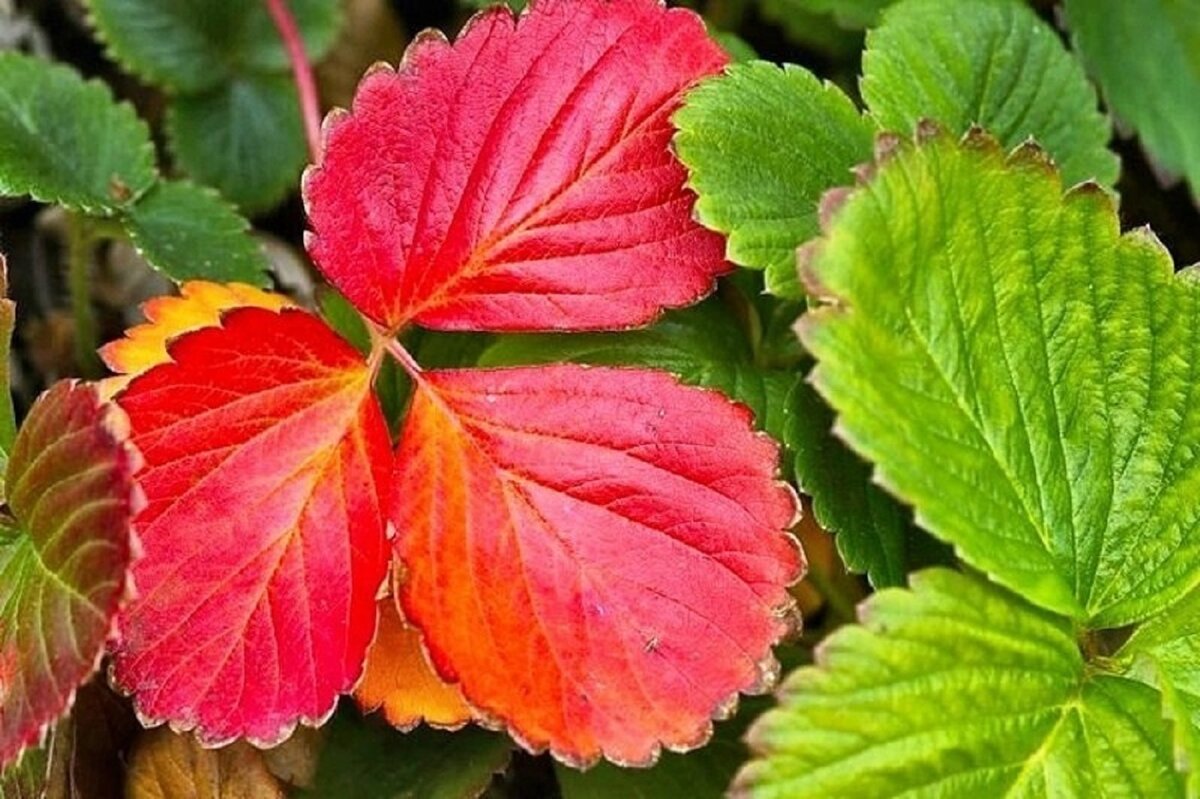 Красные листья на клубнике осенью — сигнал дать кустикам обязательноеудобрение.