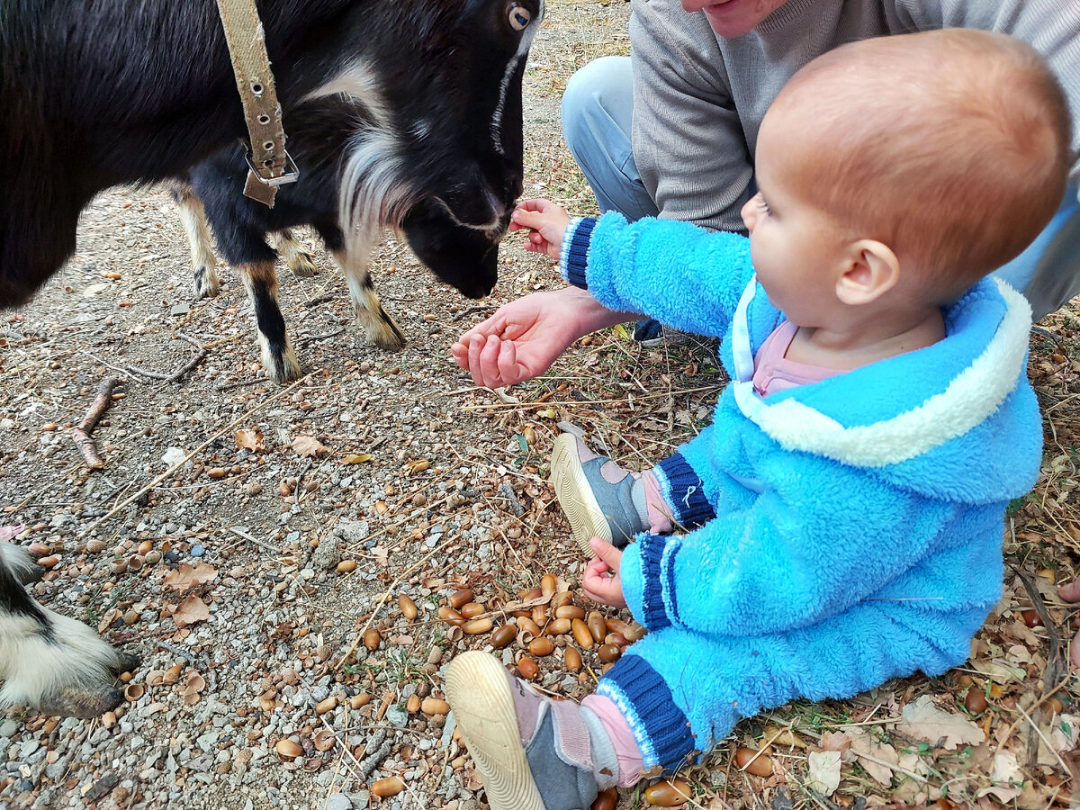 Алина кормит козочку
