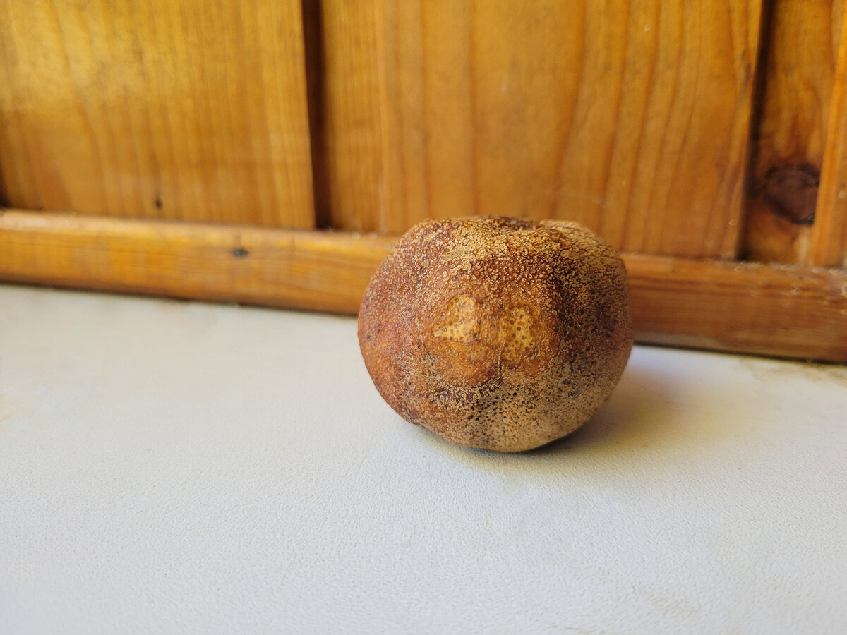 Наш мандарин год спустя