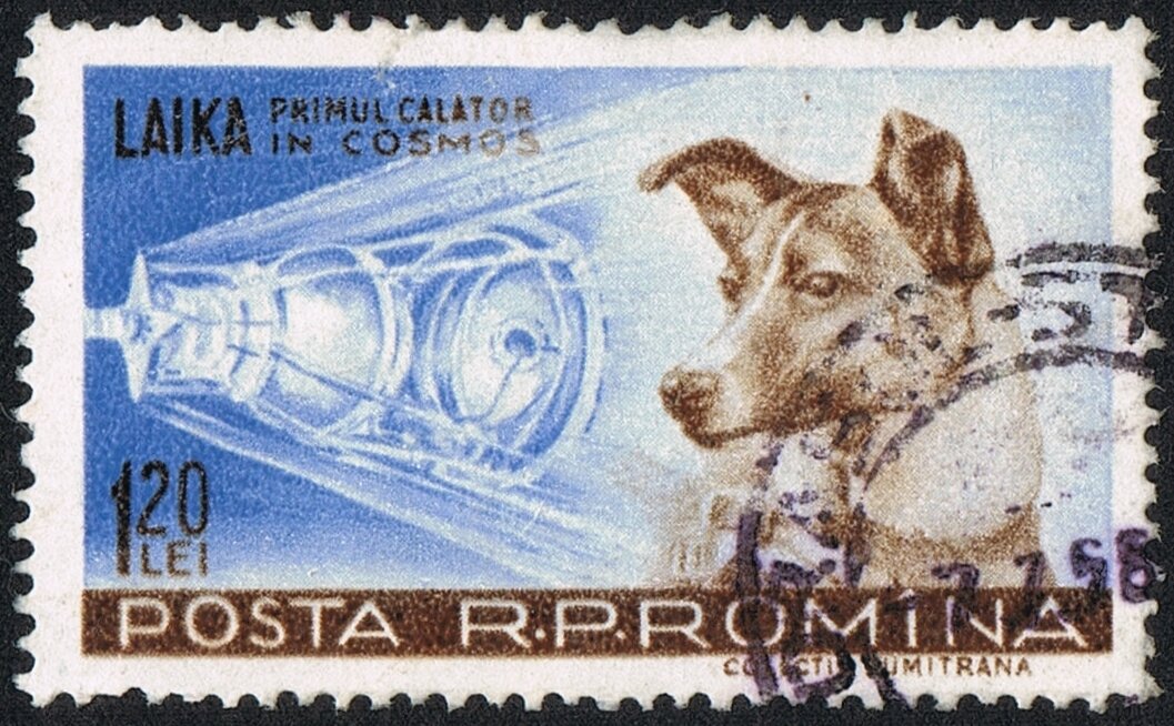 В конце 1948 года в СССР по инициативе Сергея Павловича Королева началась работа по определению реакций высокоорганизованного живого существа на воздействие условий ракетного полета.