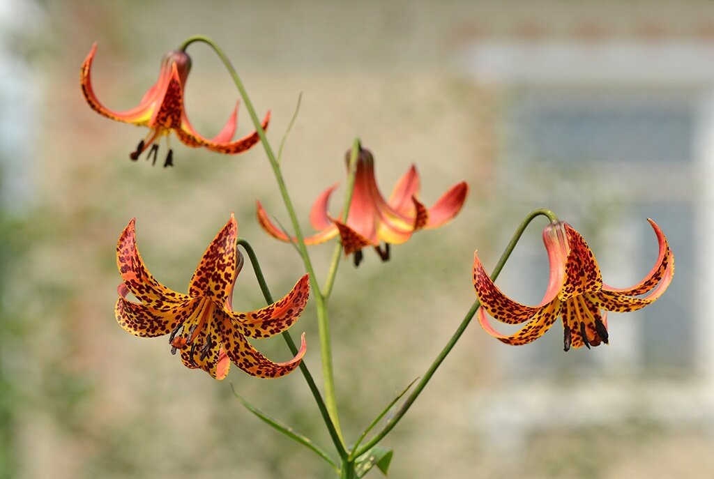 Лилия канадская (Lilium Canadense). Фото Веры Шерстневой