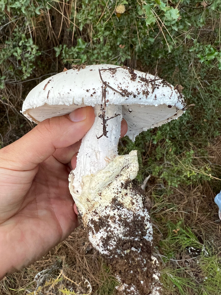 Нашли такие грибы в турецком лесу. Думали, что это шампиньоны, но есть сомнения. Кто знает, что это за грибы?  -2