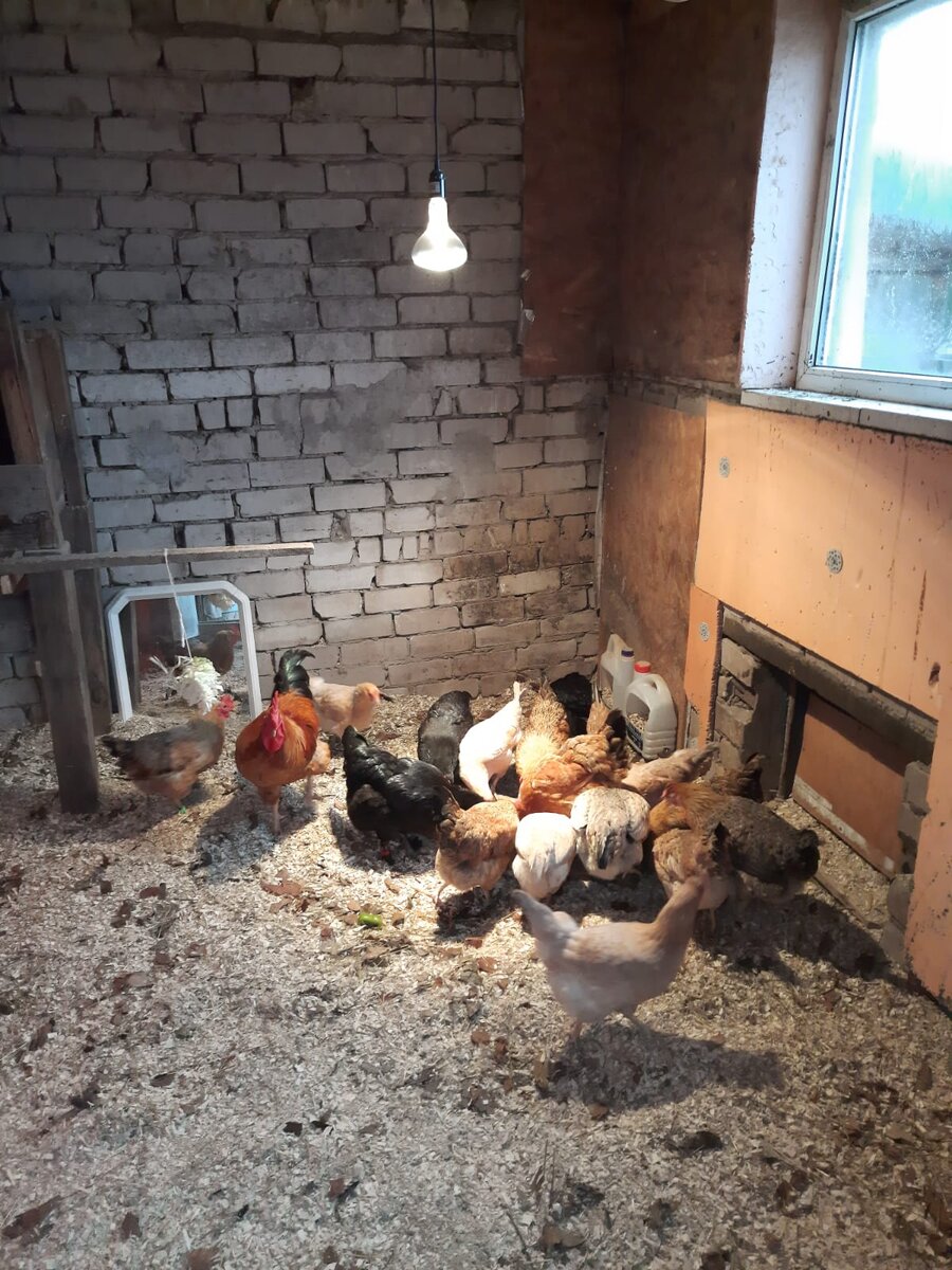 Белый греющий свет, яркий, дневной.
