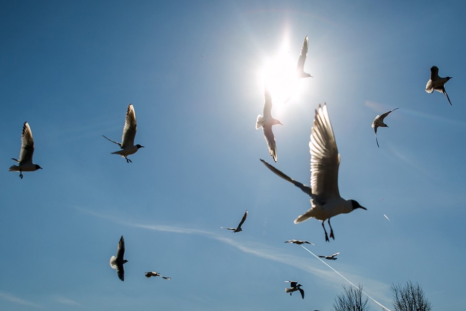     Названы города Беларуси, где чаще всего бывают туманы и где реже всего. Павел МАРТИНЧИК