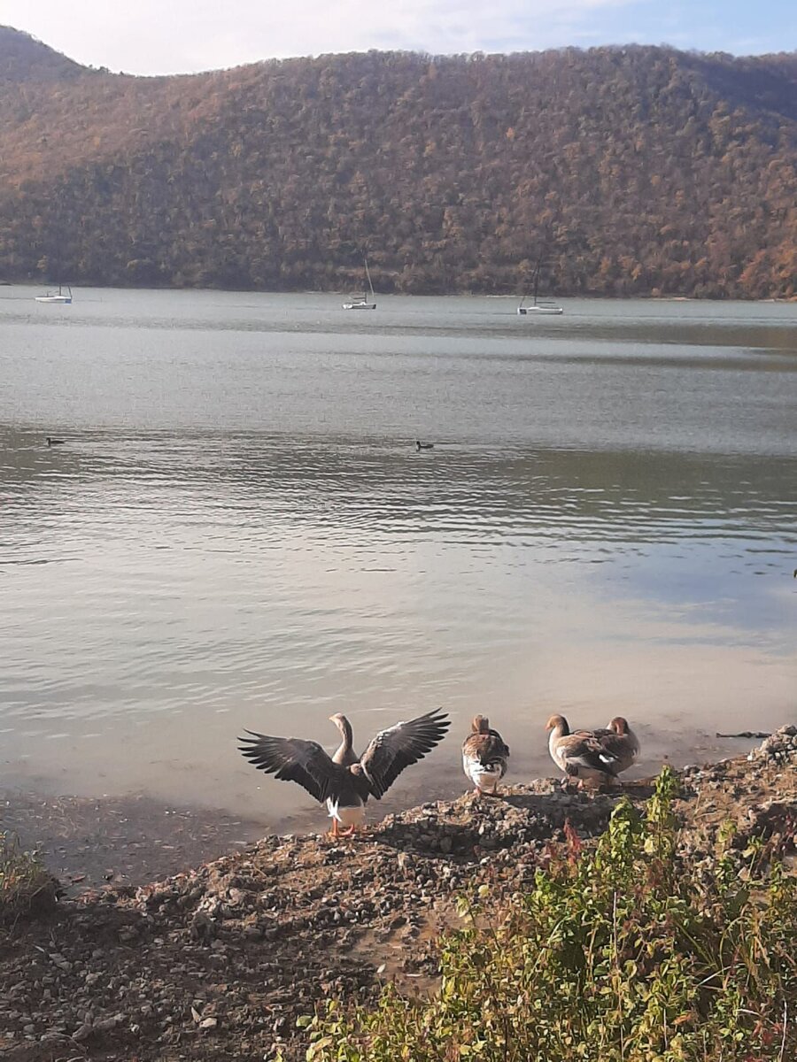 Абрау-Дюрсо. Фото автора.