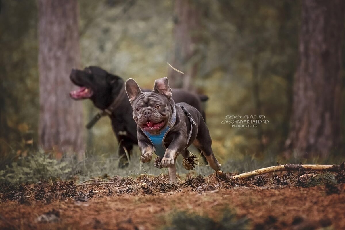 Больно ли собаке во время течки как женщинам ?Течка у собак .Питомник Вестар Сапфир 