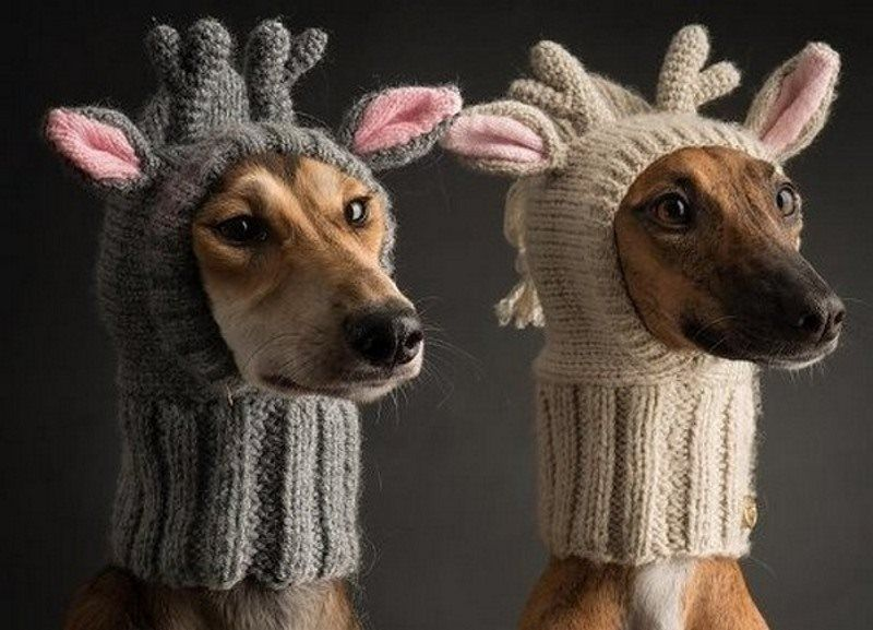 Кепки, шарфы и шапки для собак купить недорого в Москве