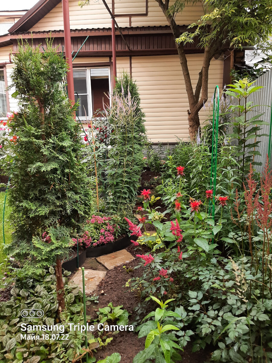 Вероникаструм виргинский Фасцинейшн 