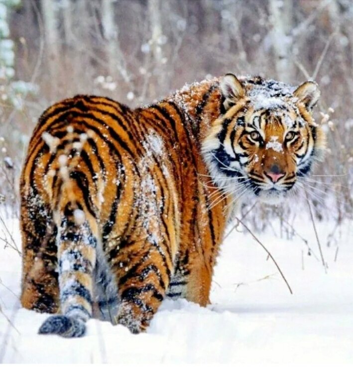 Взято в свободном доступе