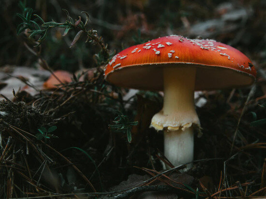     Иск подали после того, как сушеными мухоморами отравился подросток. фото: freepic.com