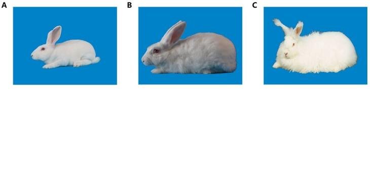    Почему у кроликов ангорской породы самая длинная шерсть