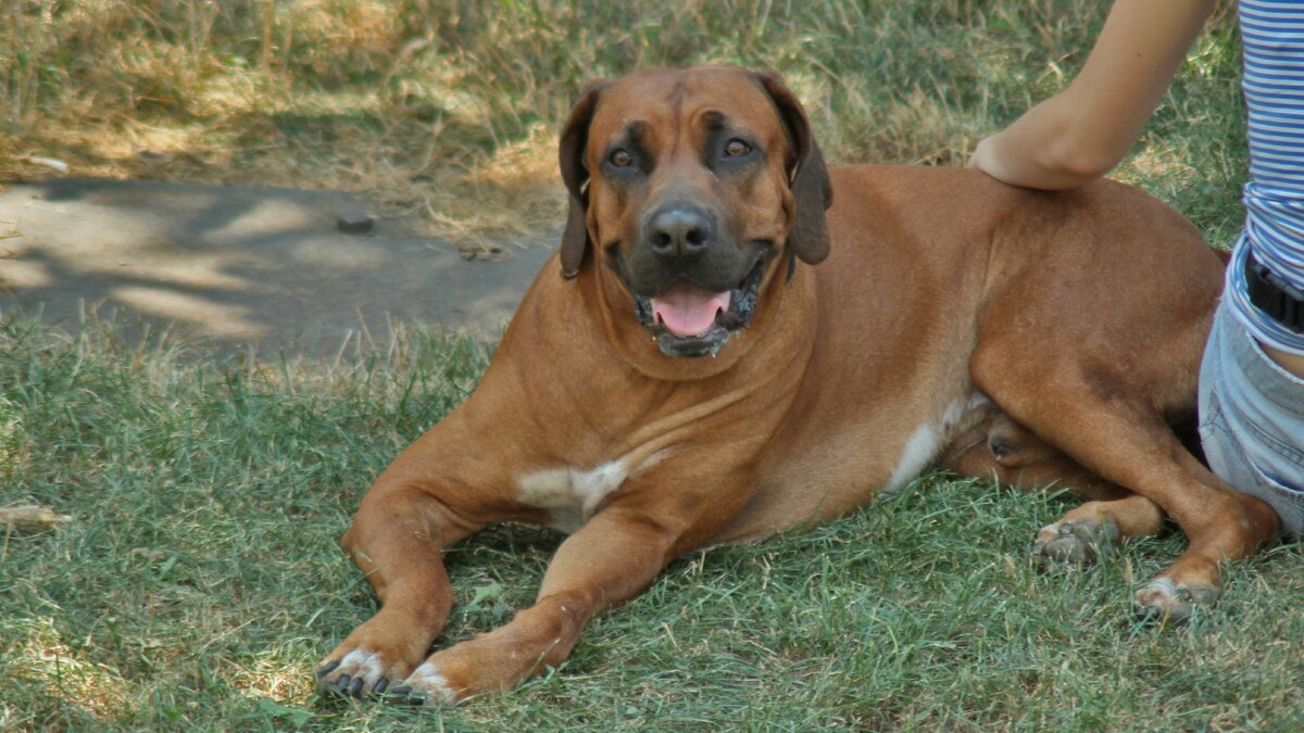 Фото тоса-ину