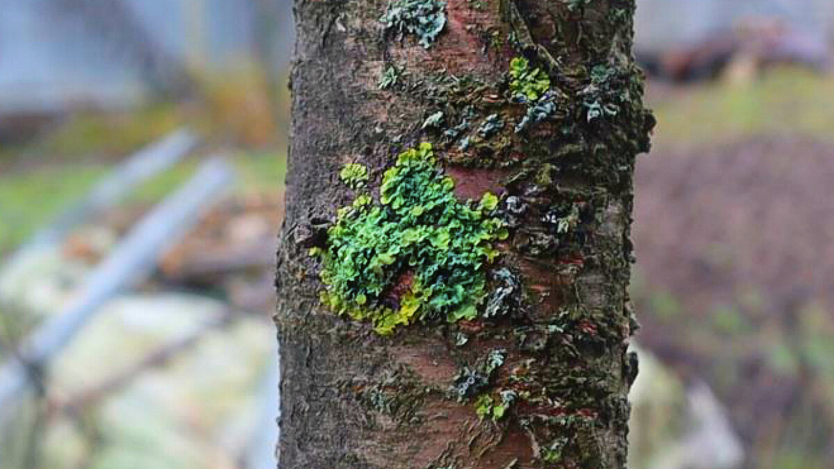 Так выглядел лишайник который наделал в моем саду кучу проблем. Больше фоток с тех времен не осталось к сожалению.