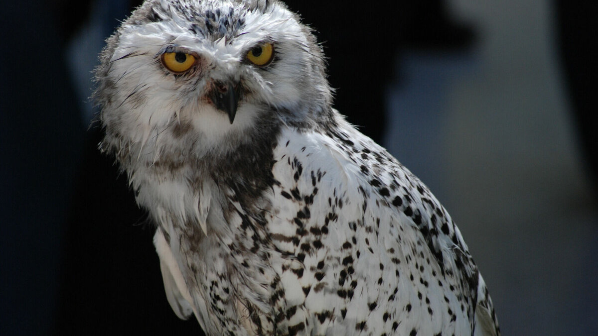     Полицейские сняли на видео операцию по спасению пострадавшей птицы.