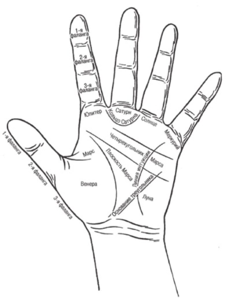 Линии на холмах ладони. Хиромантия бугор Венеры. Схема ладони в хиромантии. Хиромантия линии и Бугры. Холм Венеры на руке хиромантия.