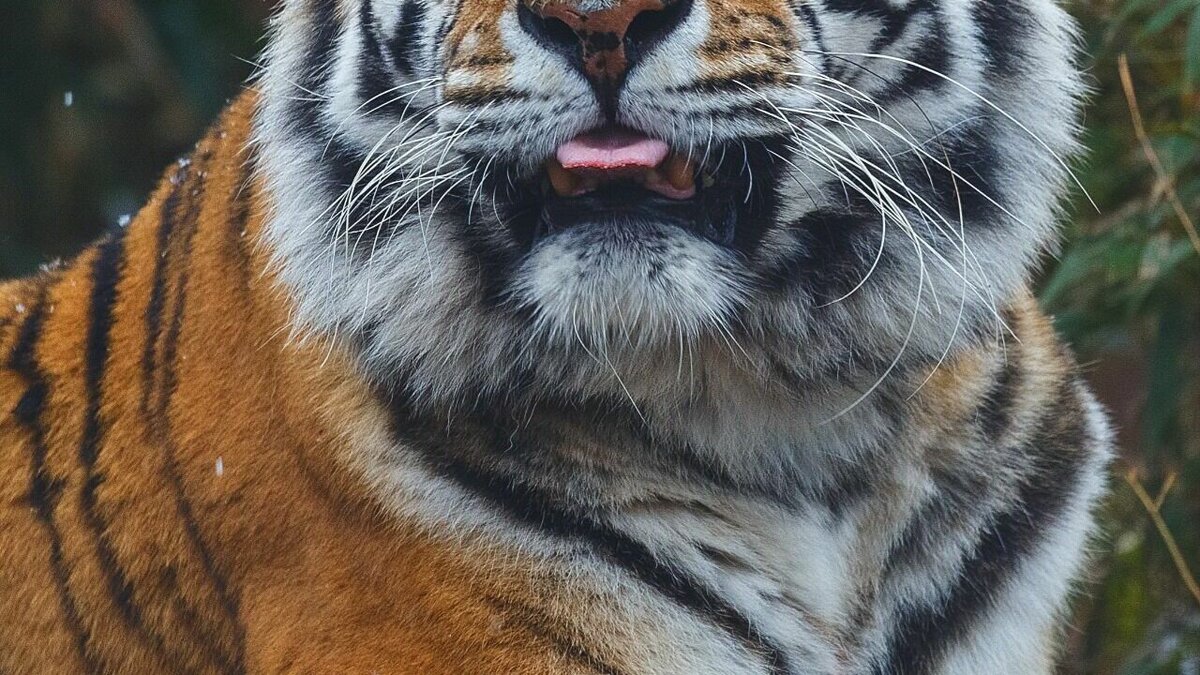     Полосатый хищник напал на пса ночью около «Петропавловского озера». В течение этого года оперативная группа по регулированию конфликтных ситуаций между человеком и диким животным 173 раза выезжали по обращениям жителей Хабаровского края. Из всего количества заявок 99 подтвердились.