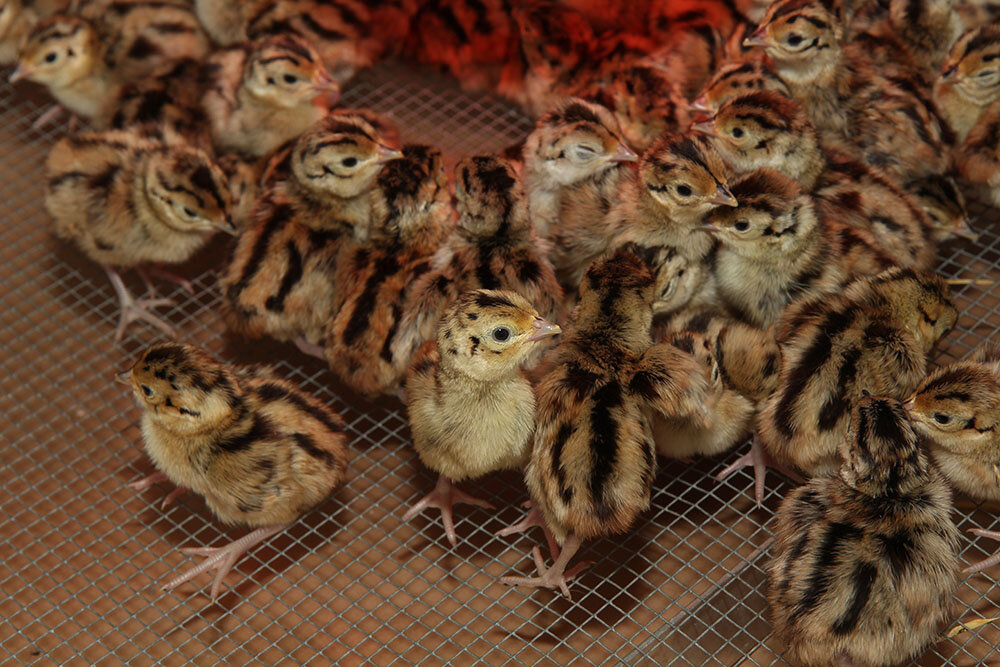 фазаны разведение и содержание в домашних условиях