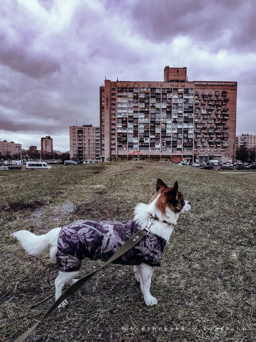 Моё любимое советское здание в Купчино. Бывшее общежитие «Скороход»,  превратившееся в дом квартир-студий | Брежневка в Купчино | Дзен