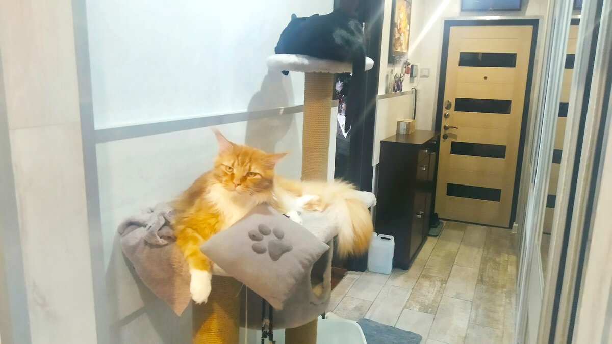 Мейн кун Степа и кот Тихон.