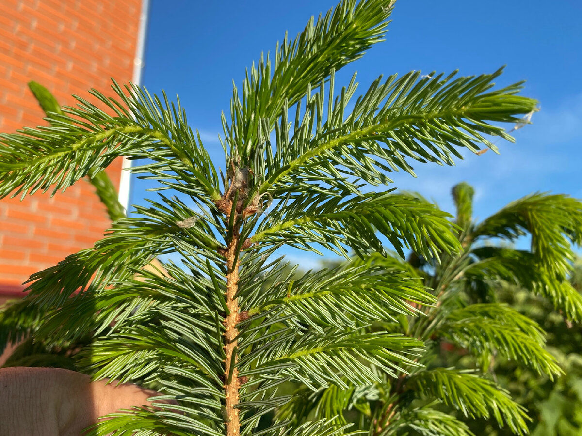 Нихняя сторона хвои ели сербской (Picea omorica). Фотография хвои пихты на соседнем изображении, листайте вправо.