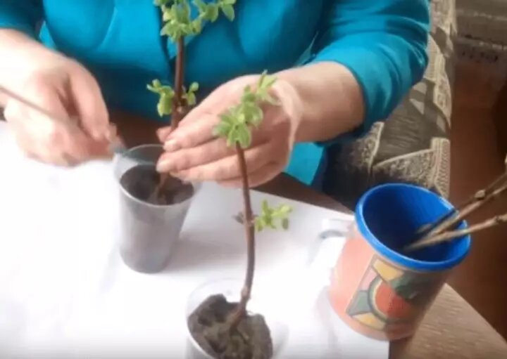 Фото: укоренение одревесневших черенков жимолости
