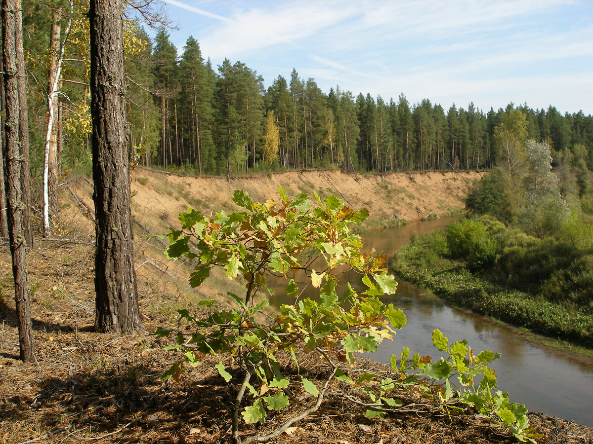 Бузулукский бор.
