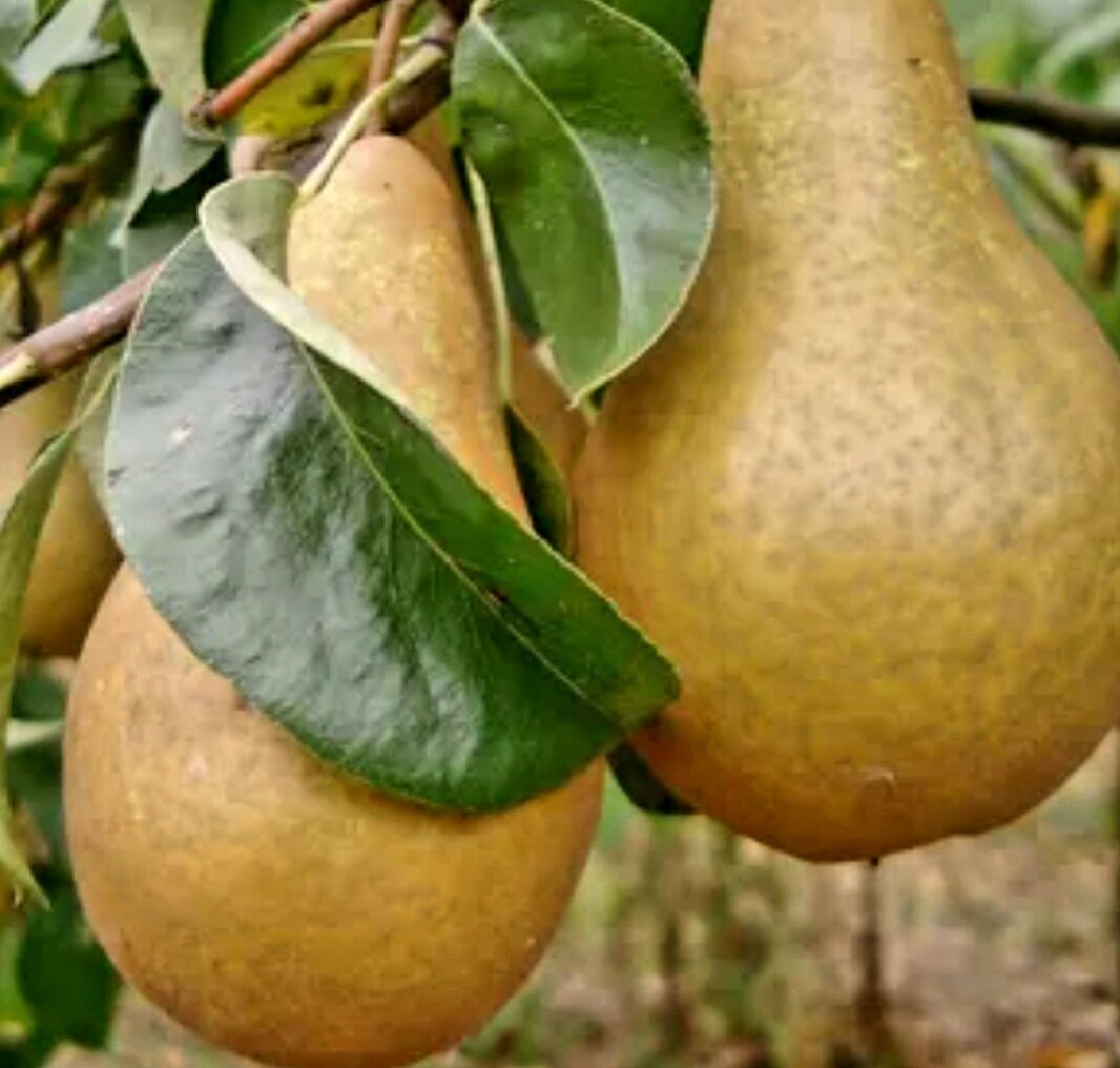 Сочная груша