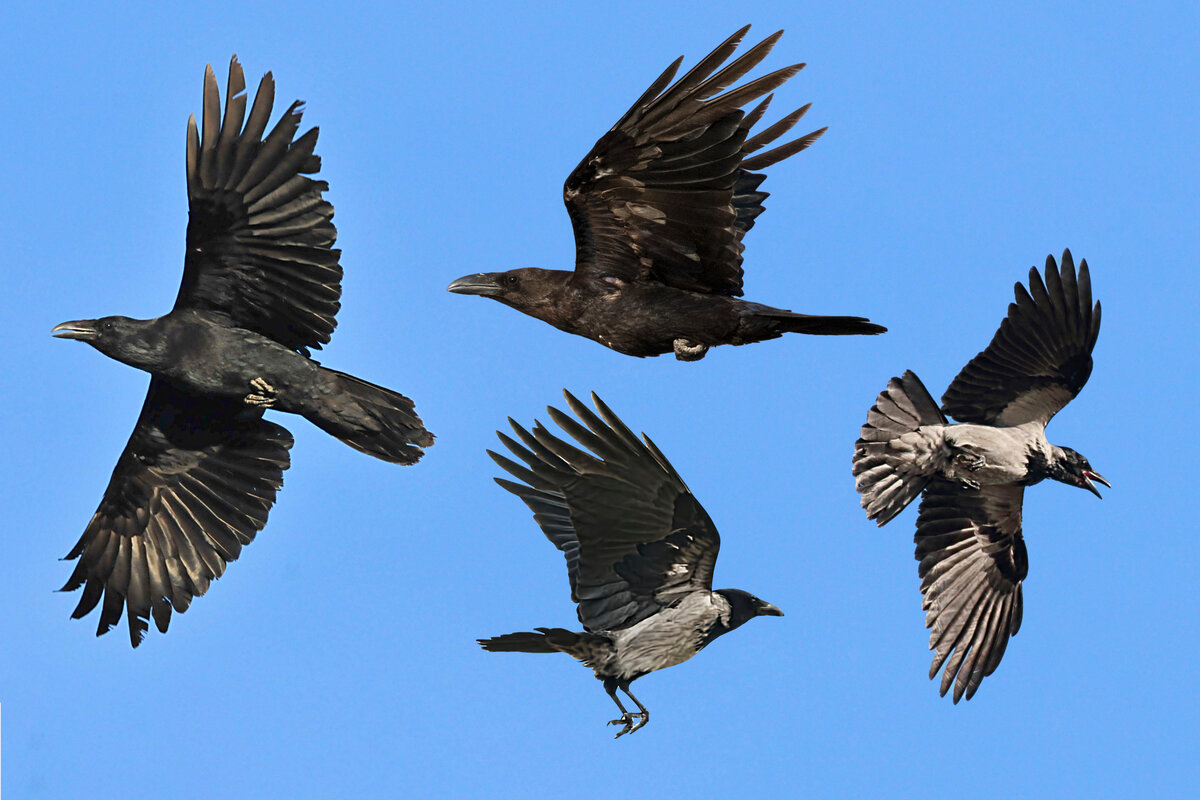 Птицы высокого полёта! Фотоколлаж автора.