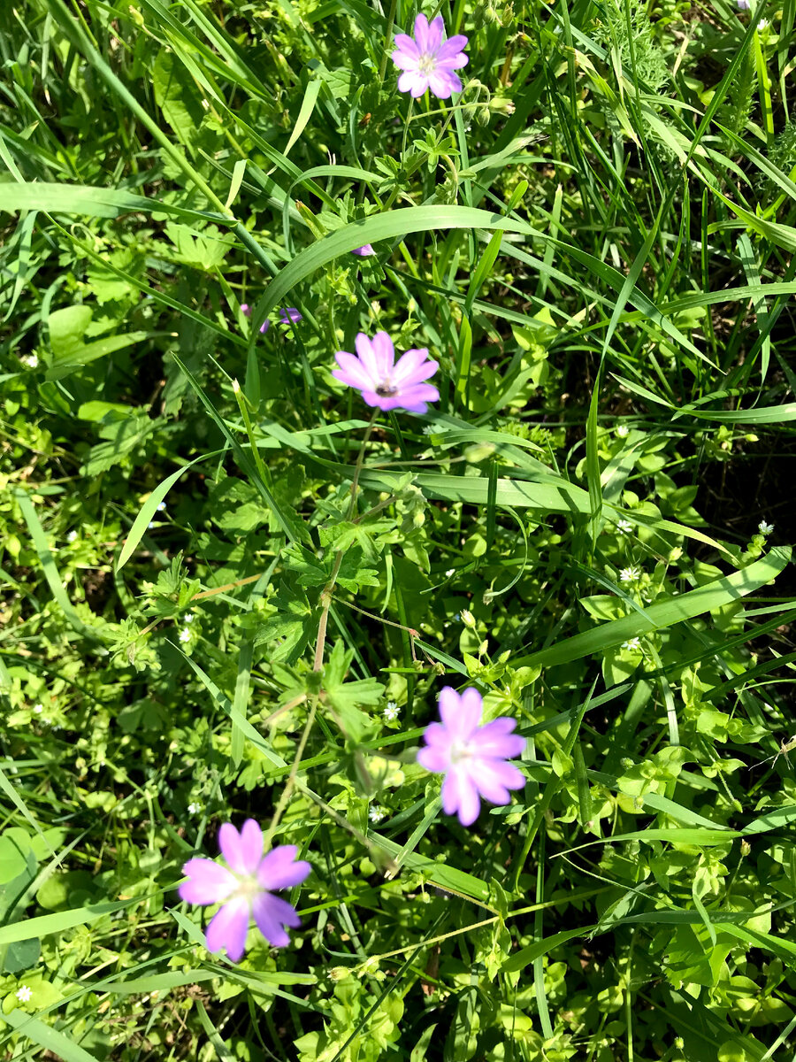 Герань, все лепестки одинаковые и можно провести несколько осей симметрии. Оттенок лепестков сиреневый, что не характерно для пеларгонии.